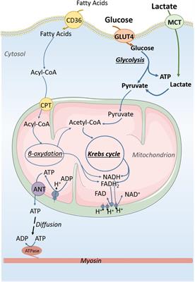 Maturation of Cardiac Energy Metabolism During Perinatal Development